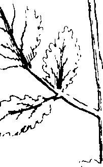 103/103590030003130_1.png