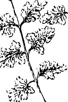 103/103590030003420_2.png