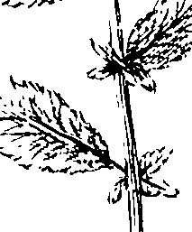 103/103590030003420_3.png