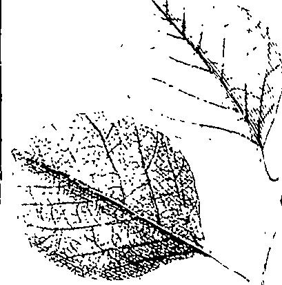 110/110220030301020_0.png