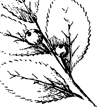110/110230010603280_2.png