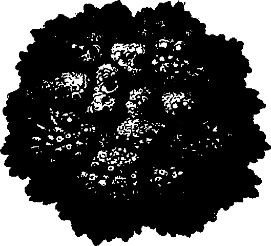 112/112350230000980_1.png