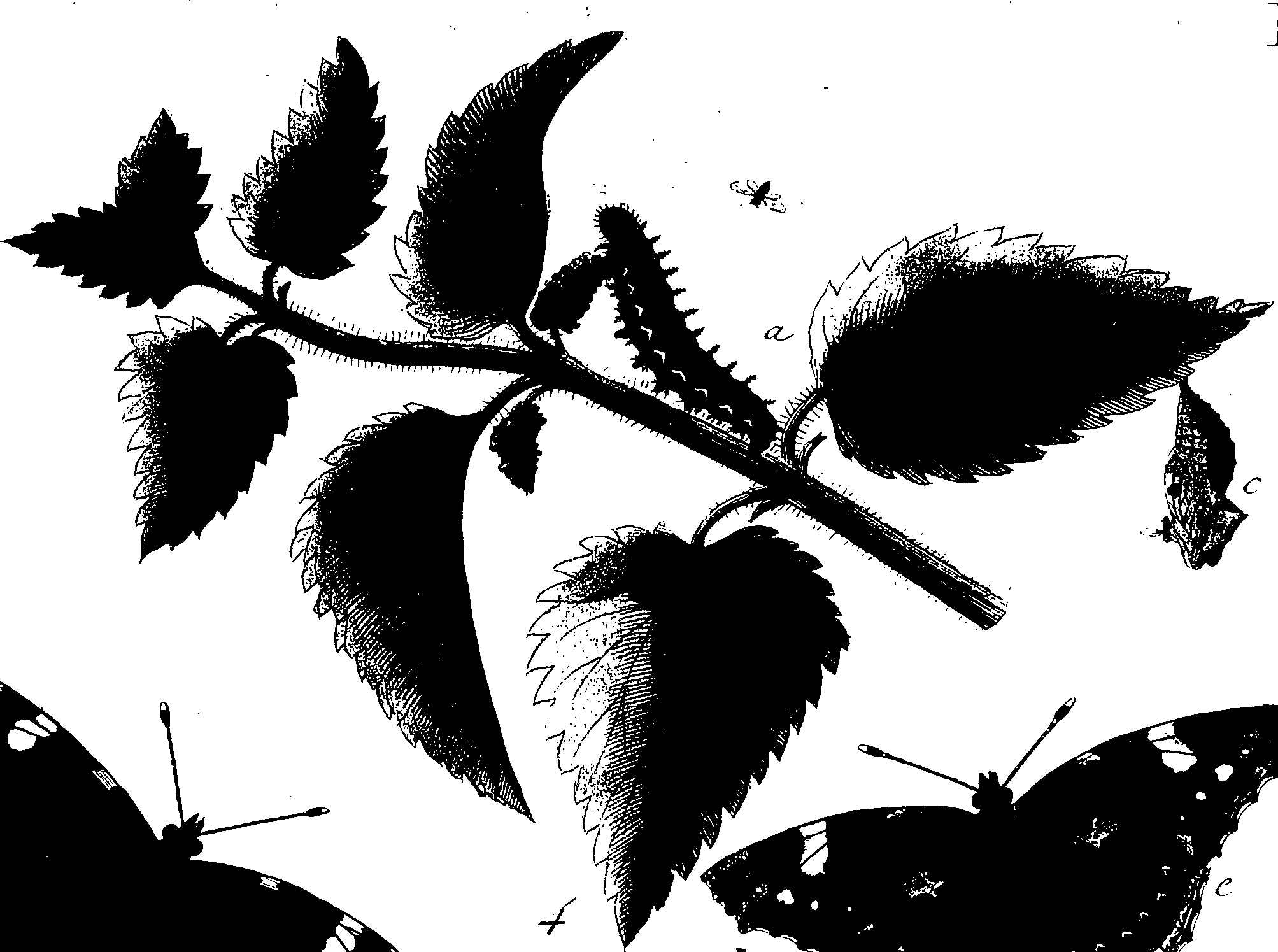 114/114760250000180_1.png