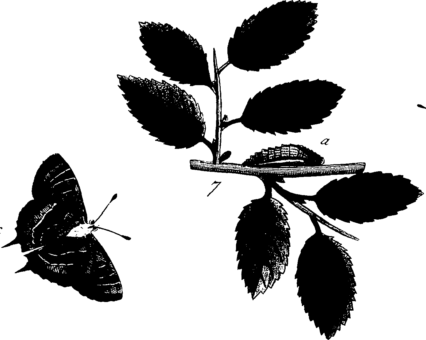 114/114760250000220_1.png