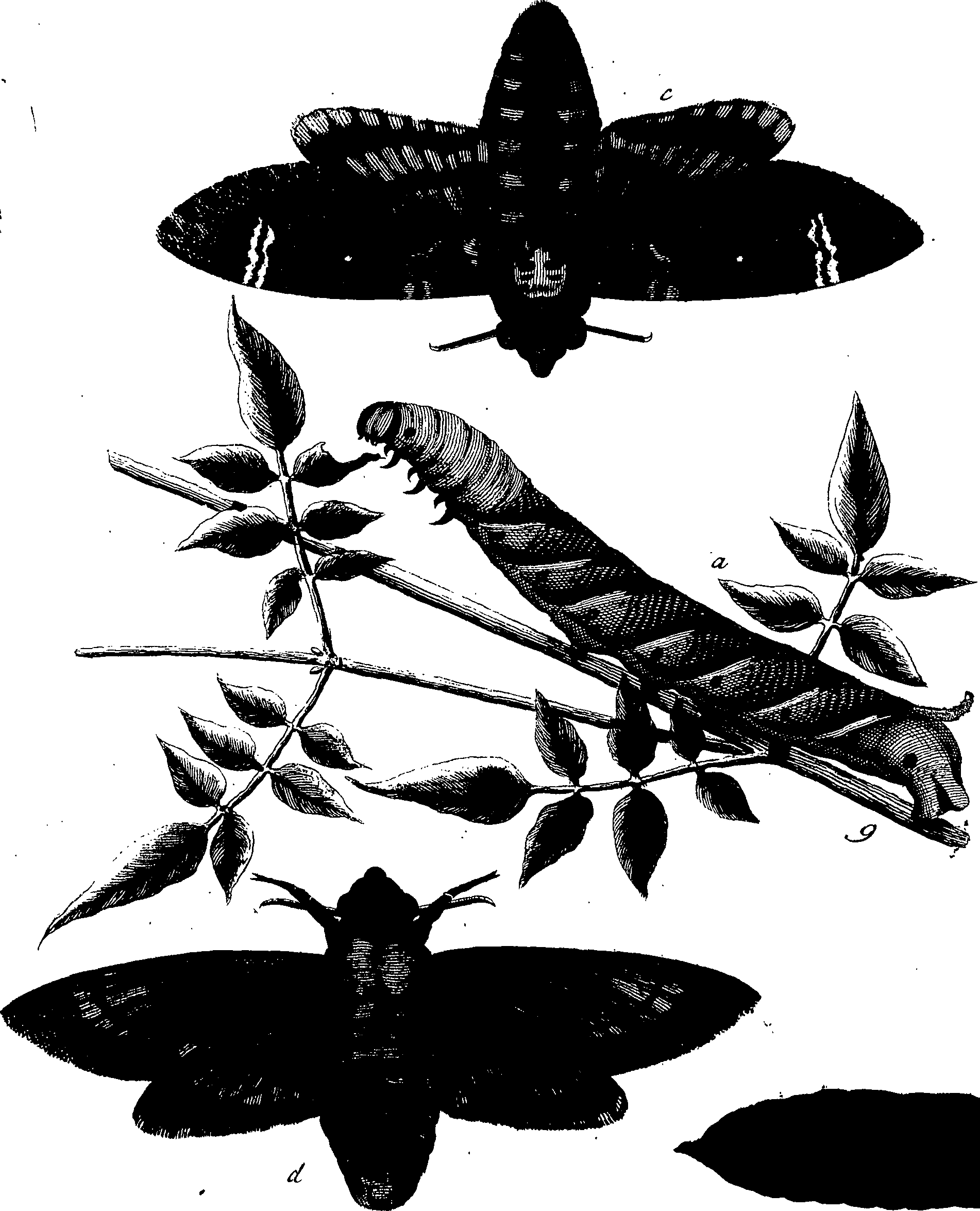 114/114760250000230_0.png