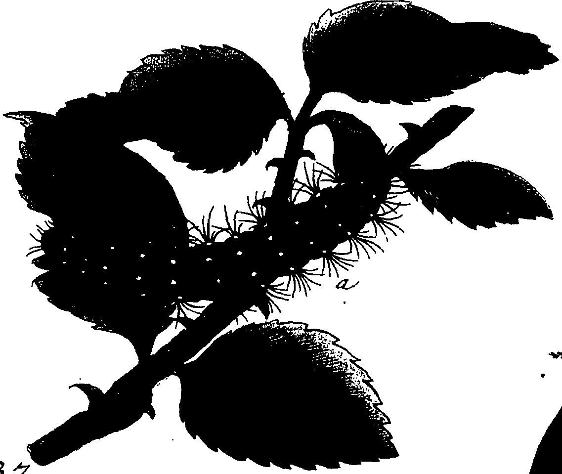 114/114760250000620_1.png