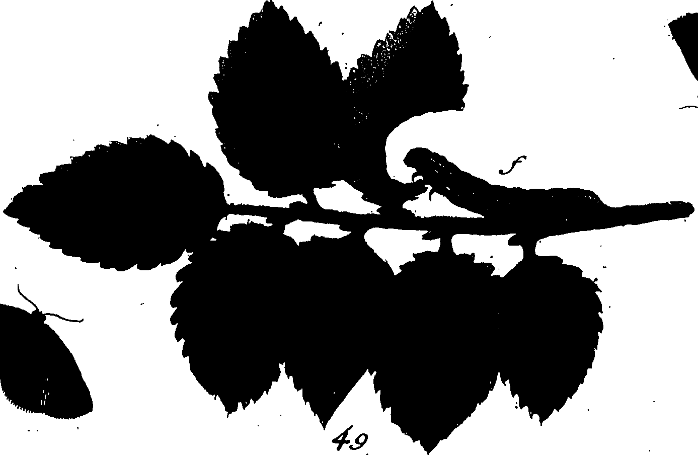 114/114760250000740_1.png