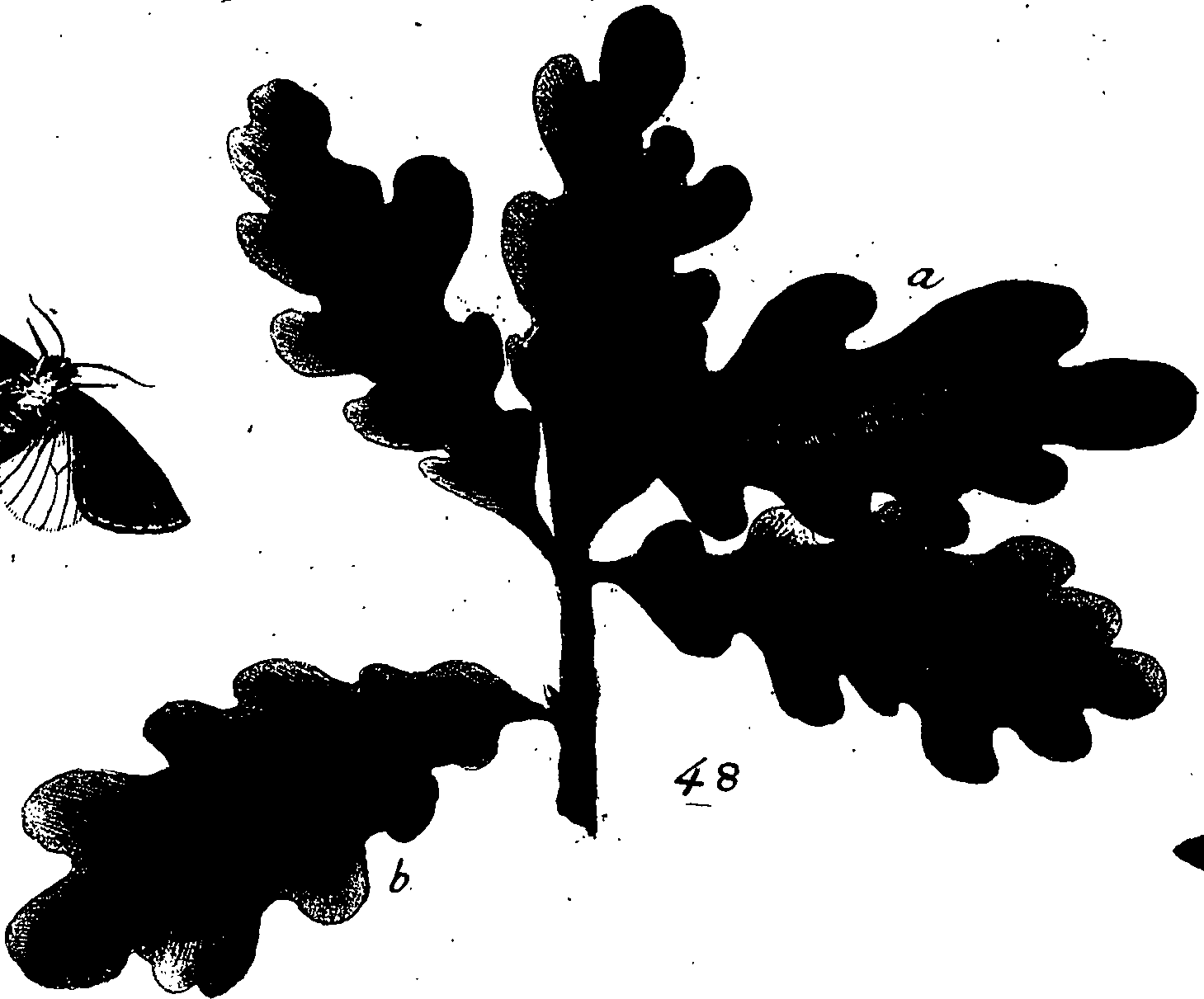 114/114760250000740_2.png