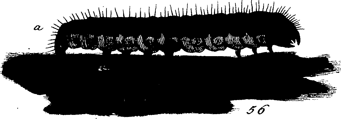 114/114760250000820_1.png