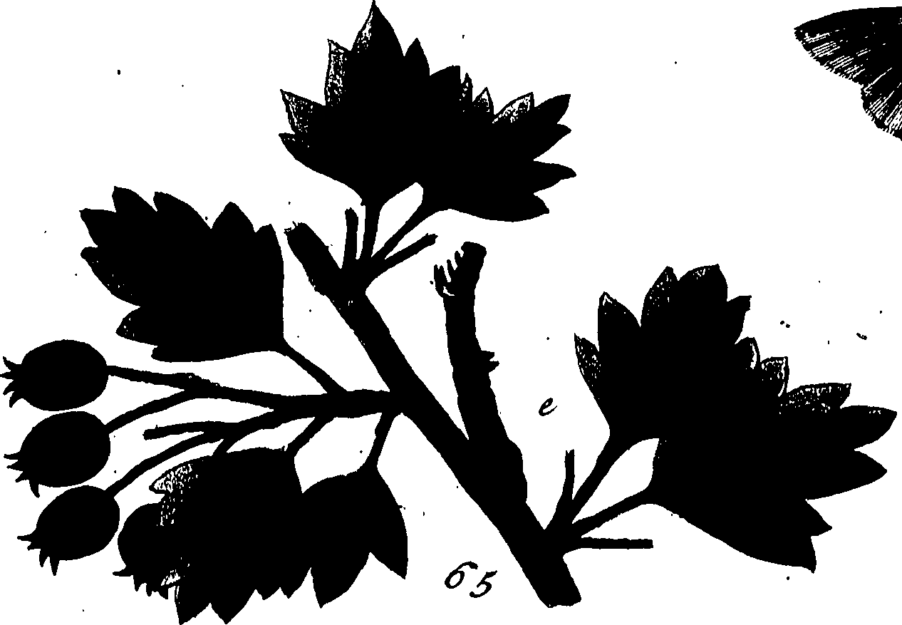 114/114760250000910_0.png