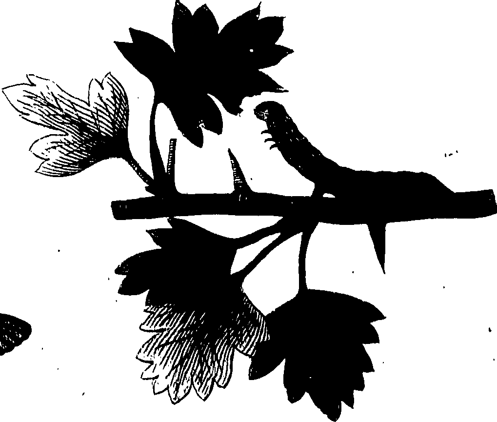 114/114760250001650_0.png
