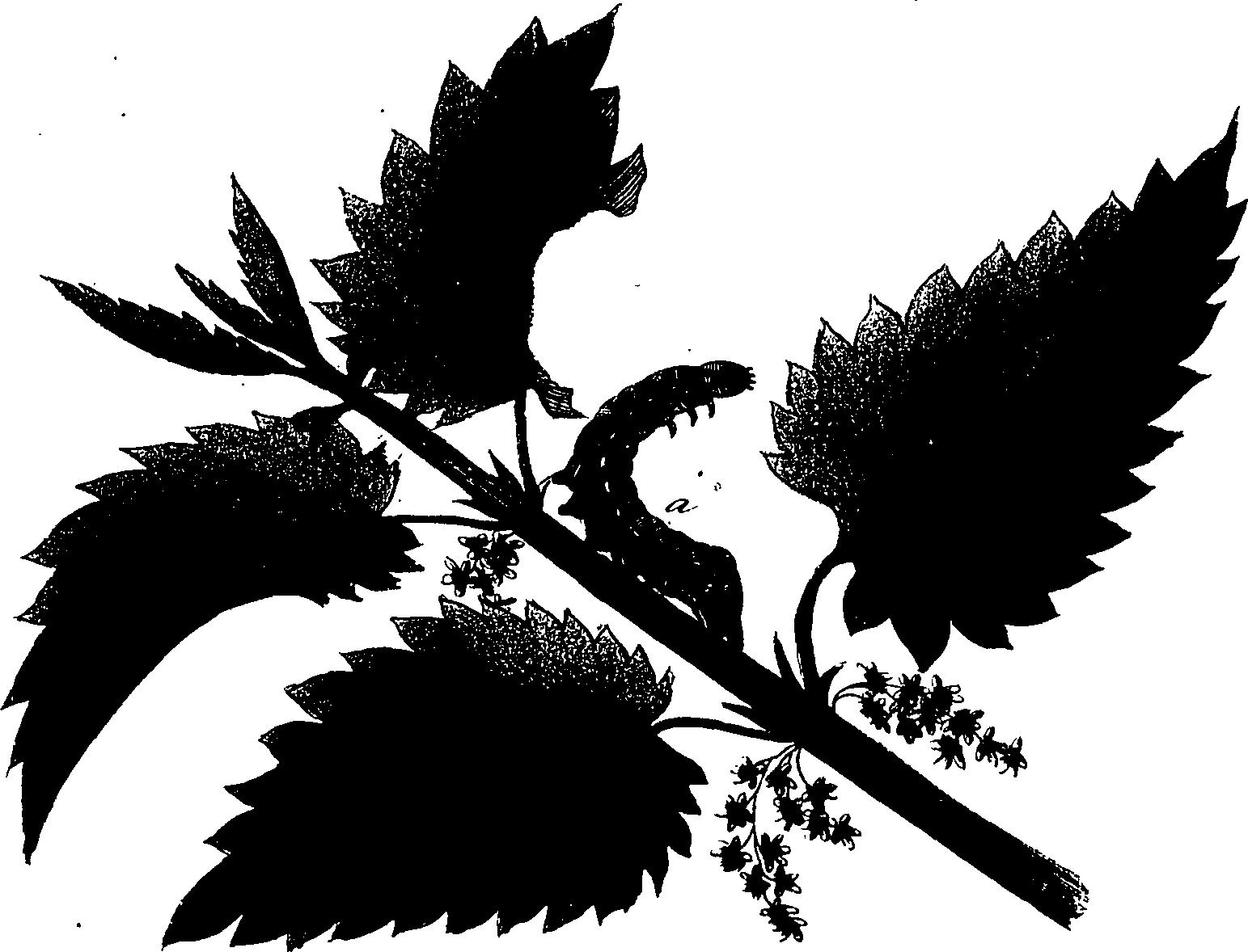 114/114760250001680_2.png