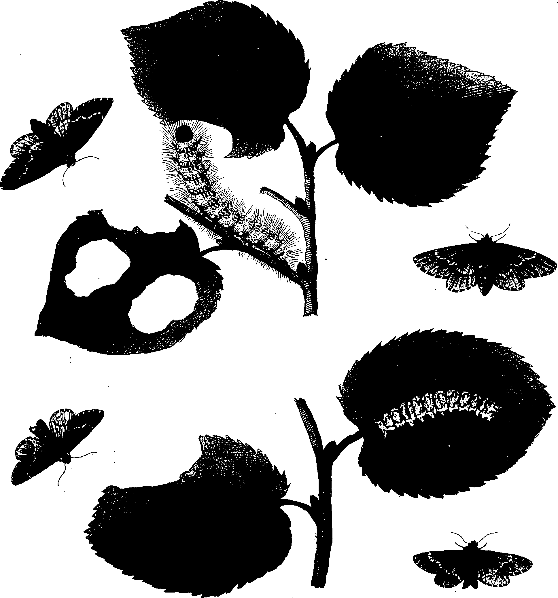 114/114760250001840_1.png