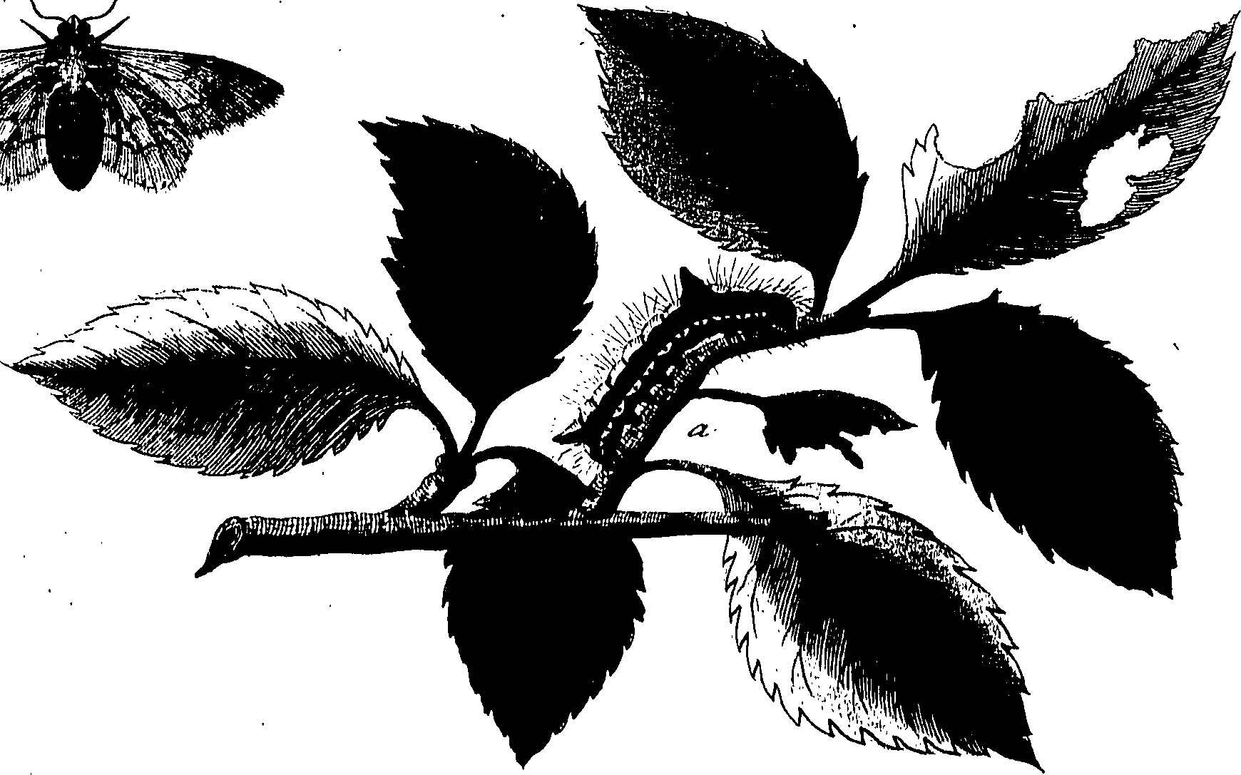 114/114760250001850_0.png