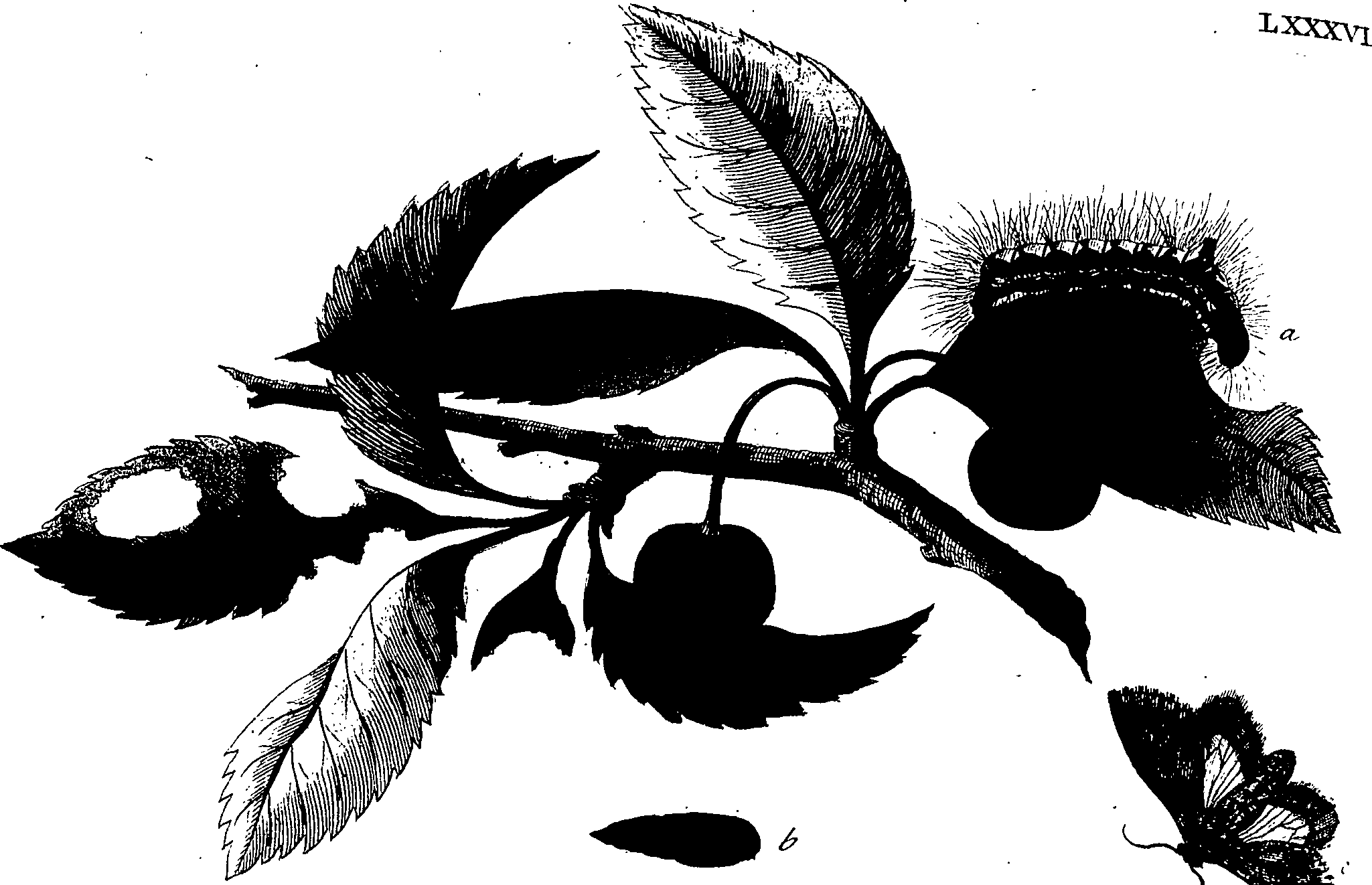 114/114760250001850_1.png