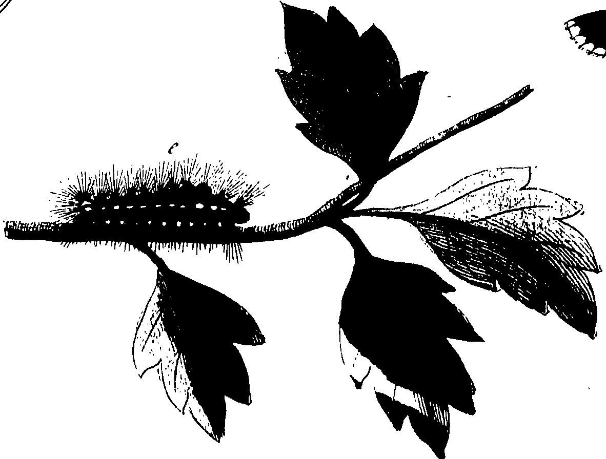114/114760250001880_0.png