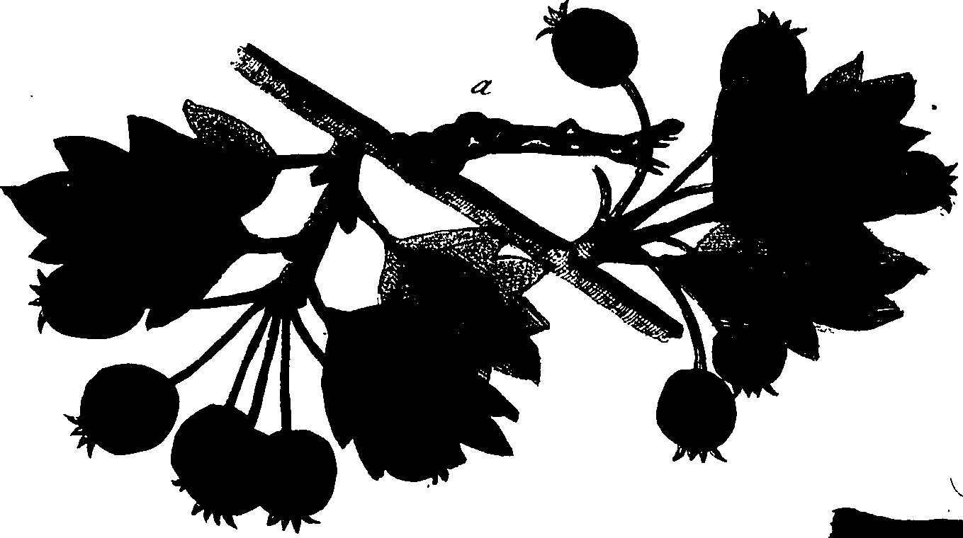 114/114760250002040_1.png