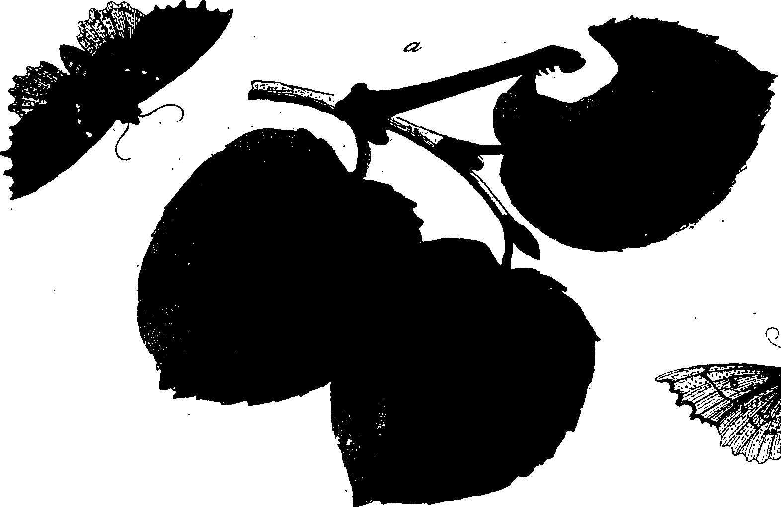 114/114760250002050_1.png