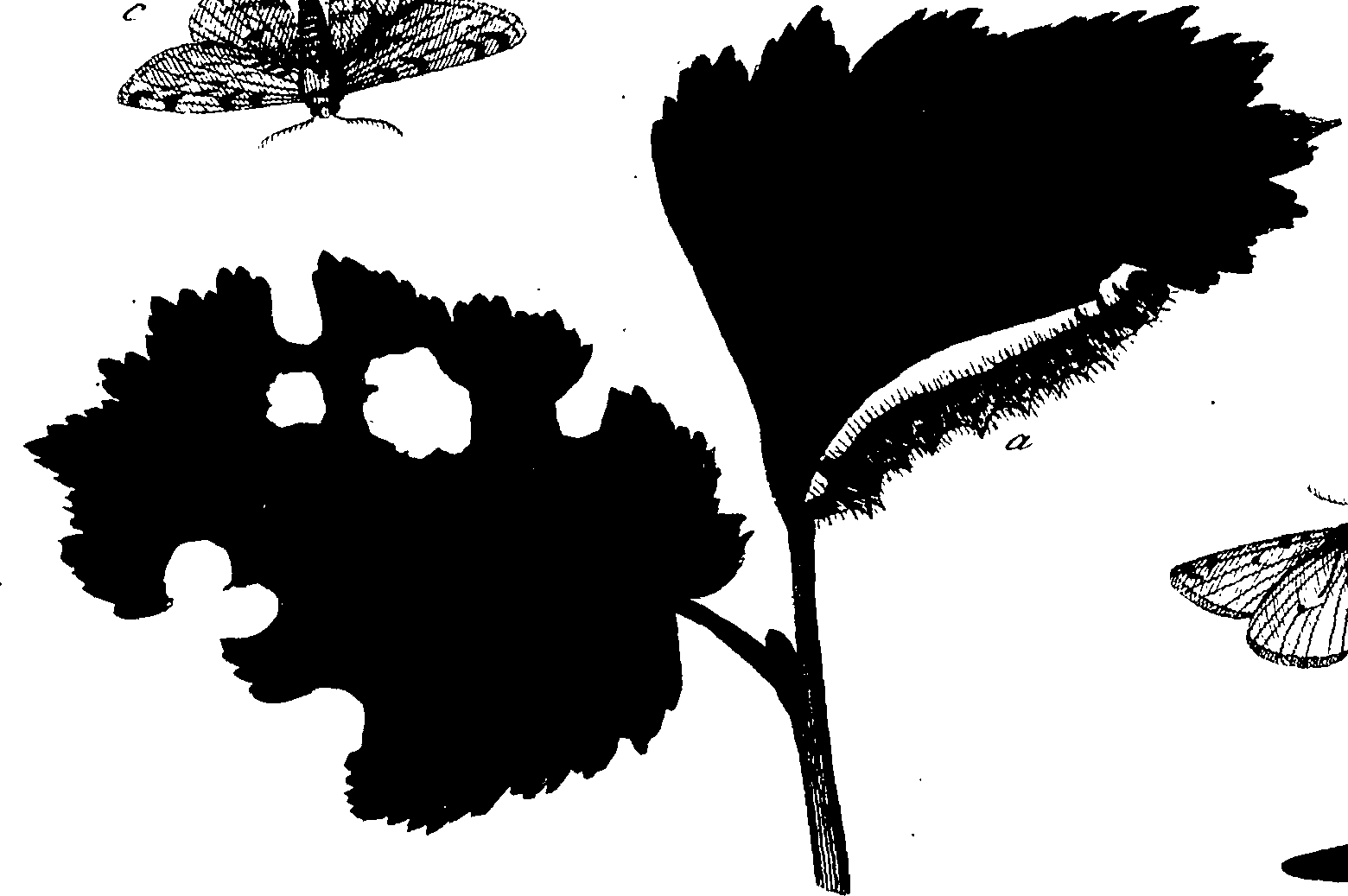 114/114760250002080_1.png