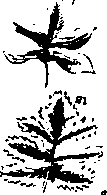 115/115500050002080_1.png