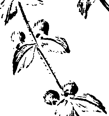 115/115810010002790_0.png