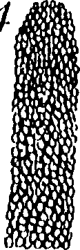 115/115830020004430_1.png