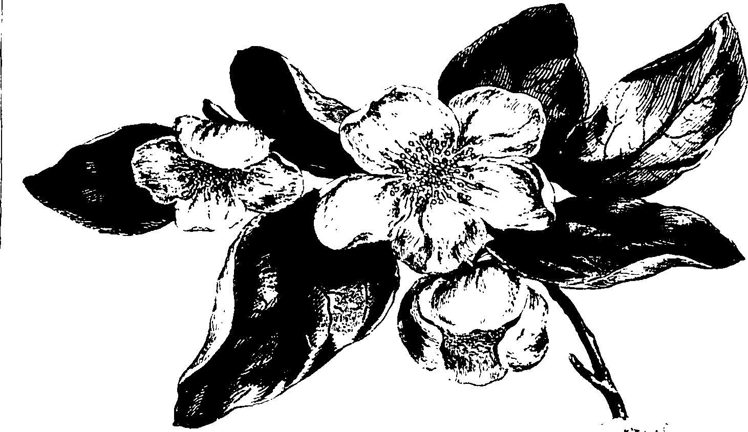 115/115850020101980_1.png