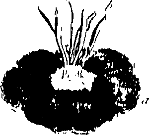 115/115850020200890_0.png
