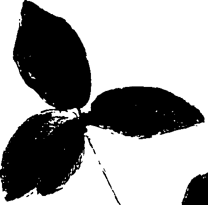 115/115850020201990_0.png