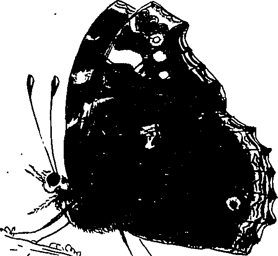 116/116510020100200_0.png