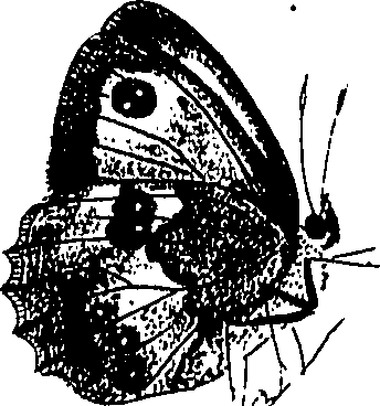 116/116510020100680_0.png