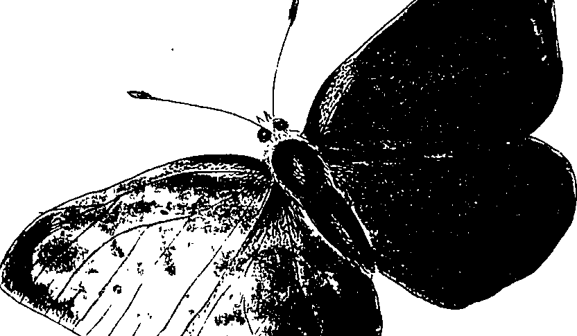 116/116510020100800_0.png