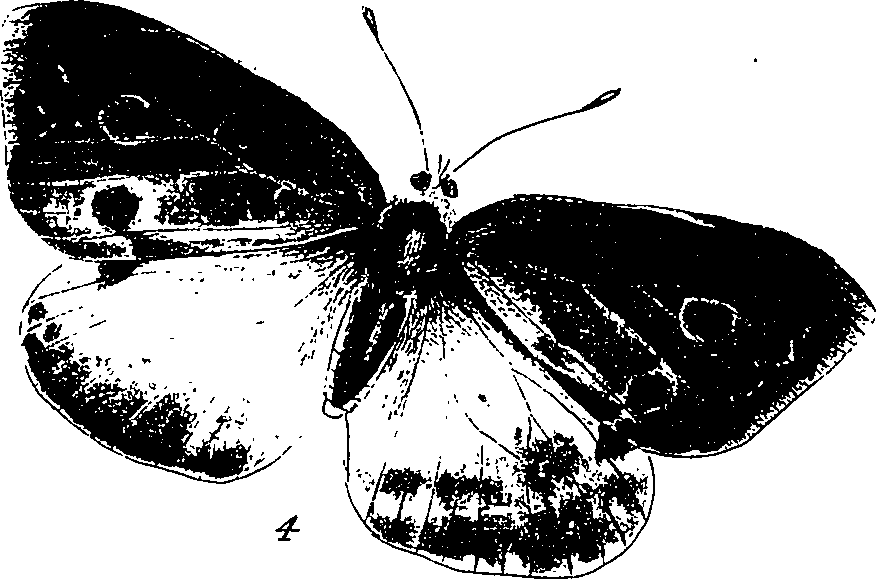 116/116510020100800_1.png