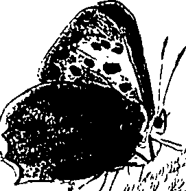116/116510020101250_0.png