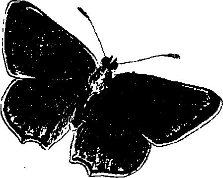 116/116510020101250_1.png