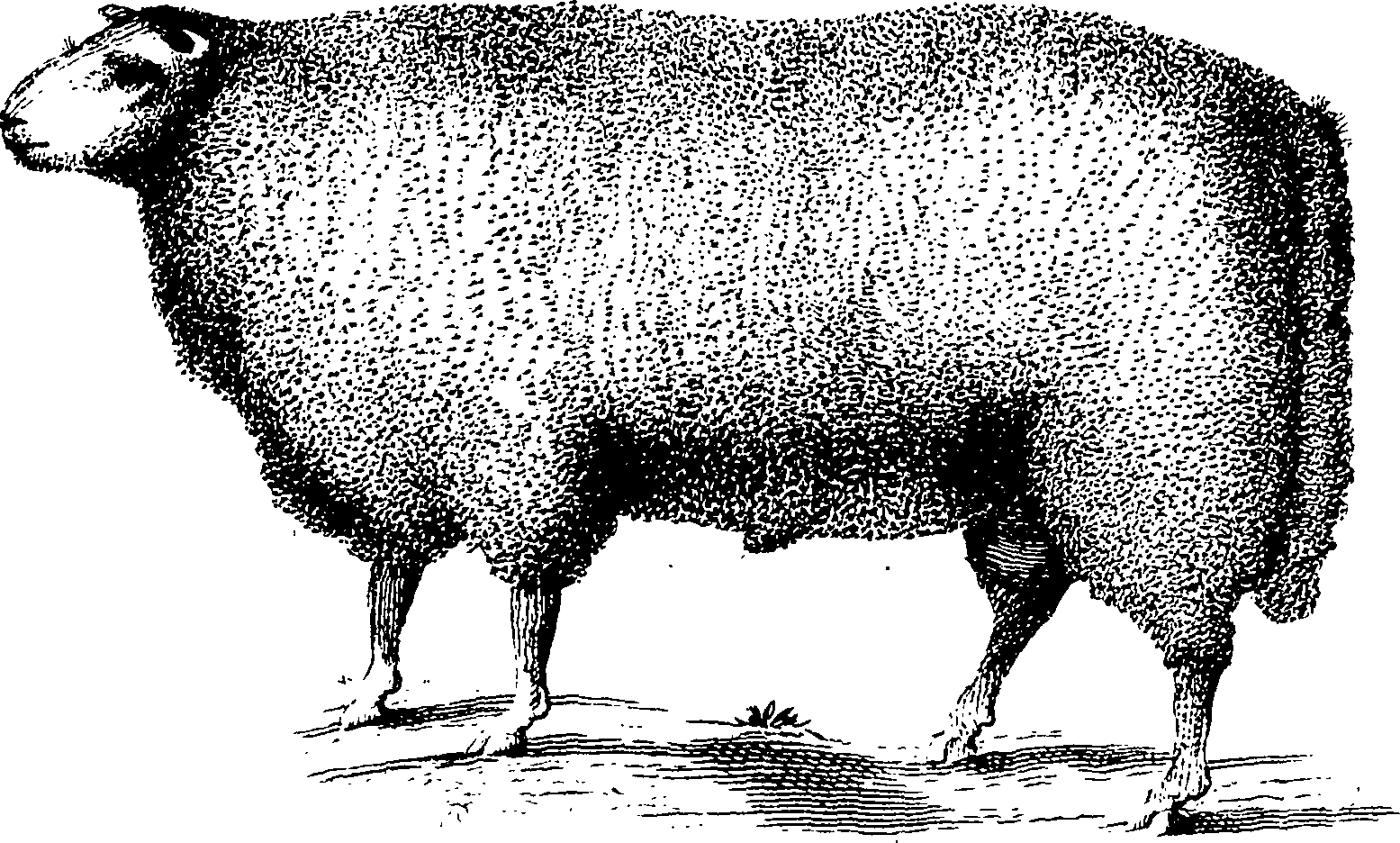 117/117370010204910_1.png