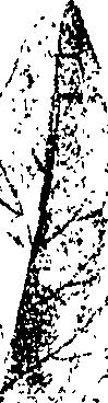 118/118250090000460_2.png