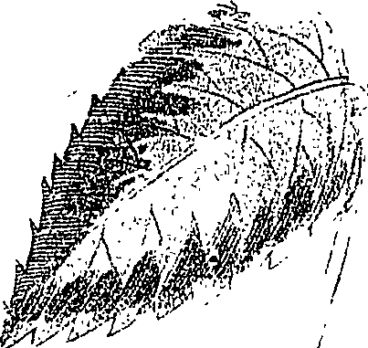 118/118250090000490_1.png