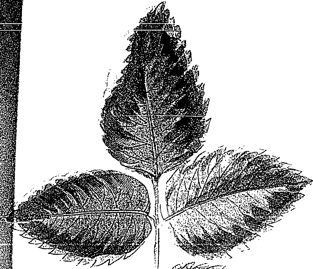 118/118250090000490_2.png