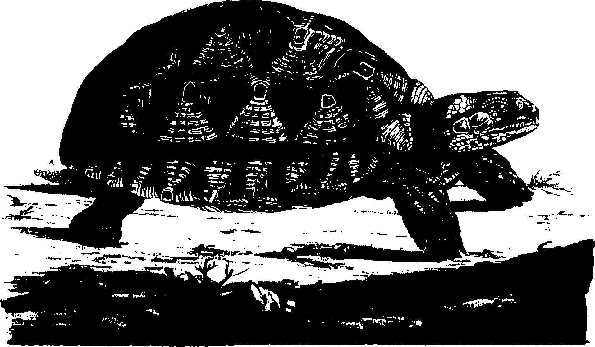 118/118990050000410_0.png