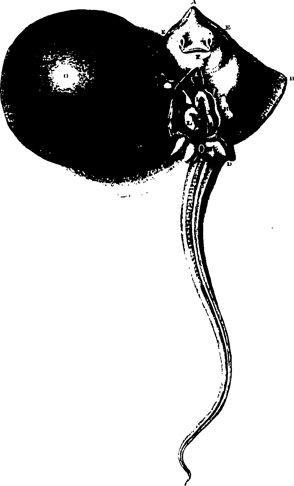 119/119340030000960_0.png
