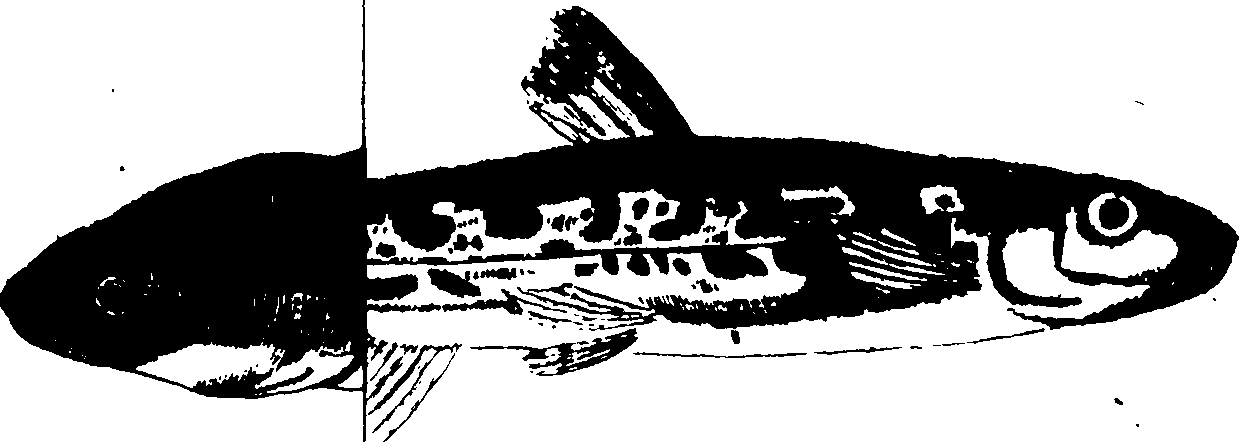 119/119950010300450_0.png