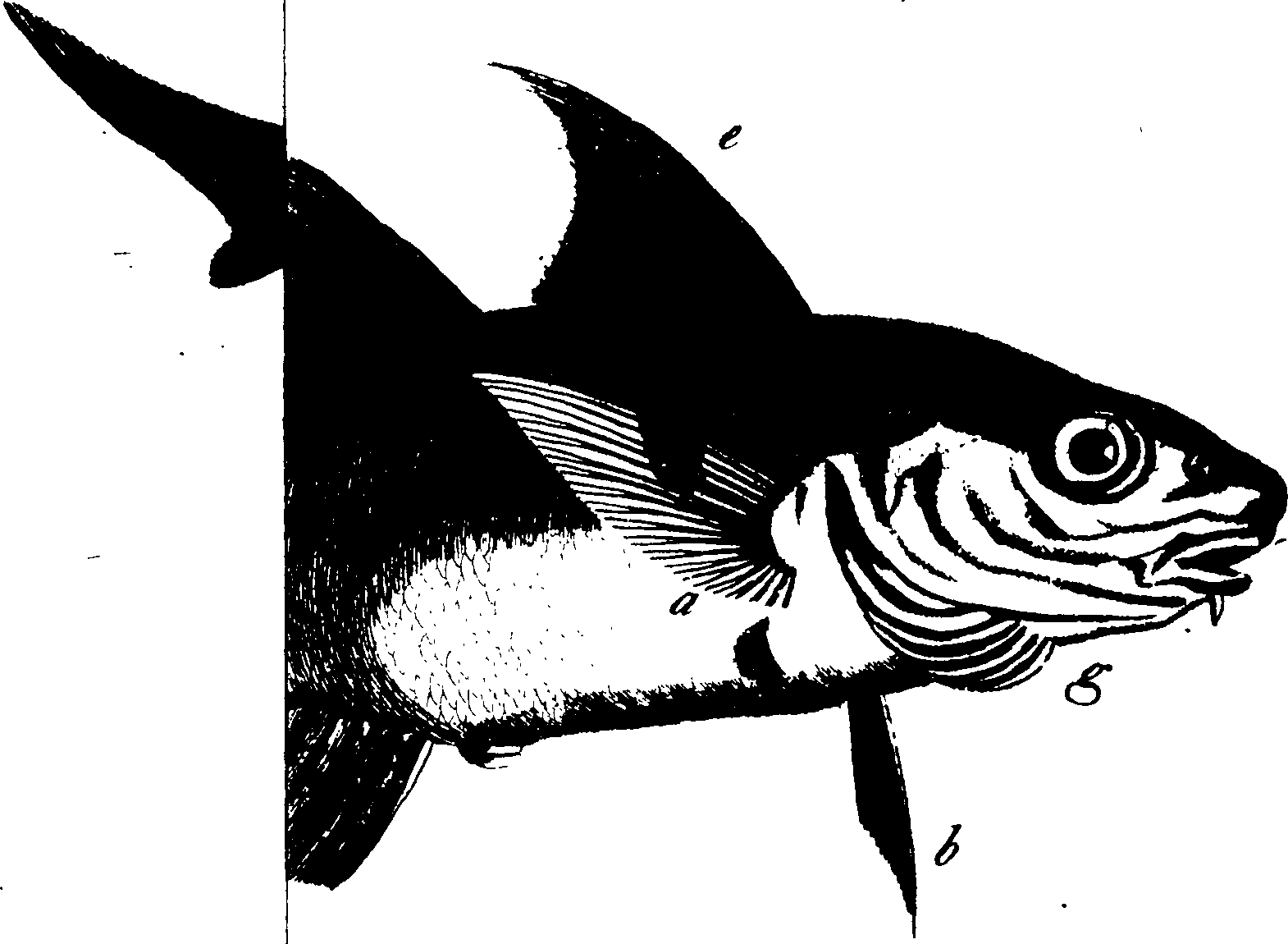119/119950010300450_1.png