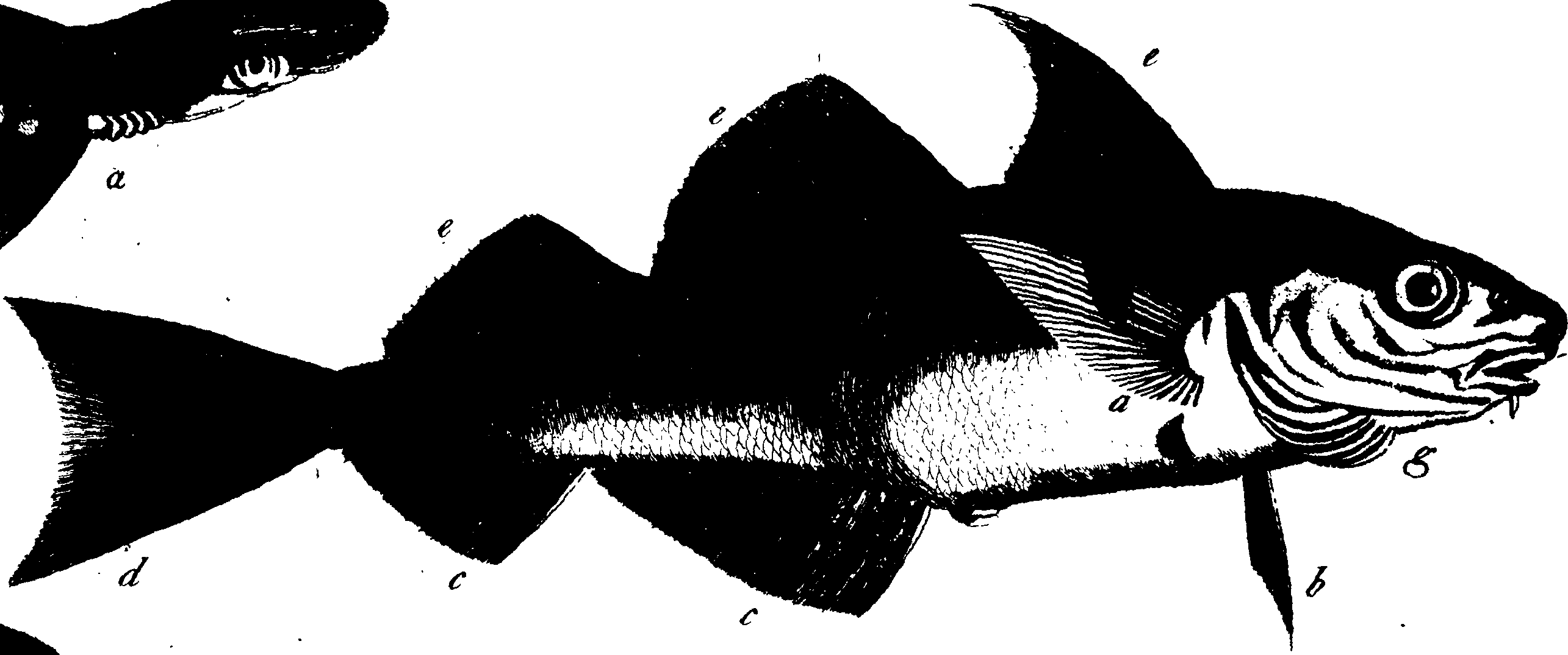 119/119950010300460_0.png