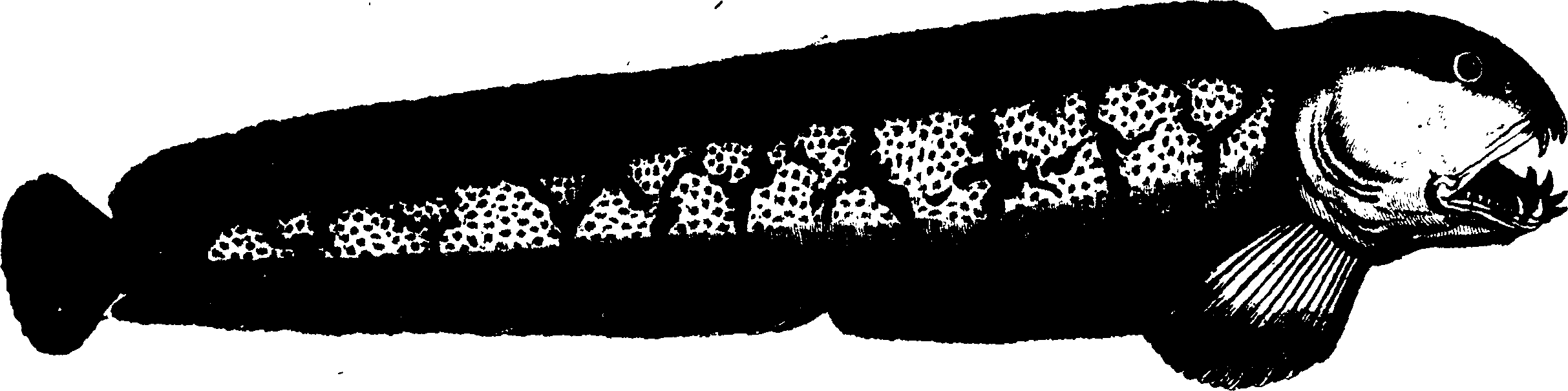 119/119950010301380_0.png