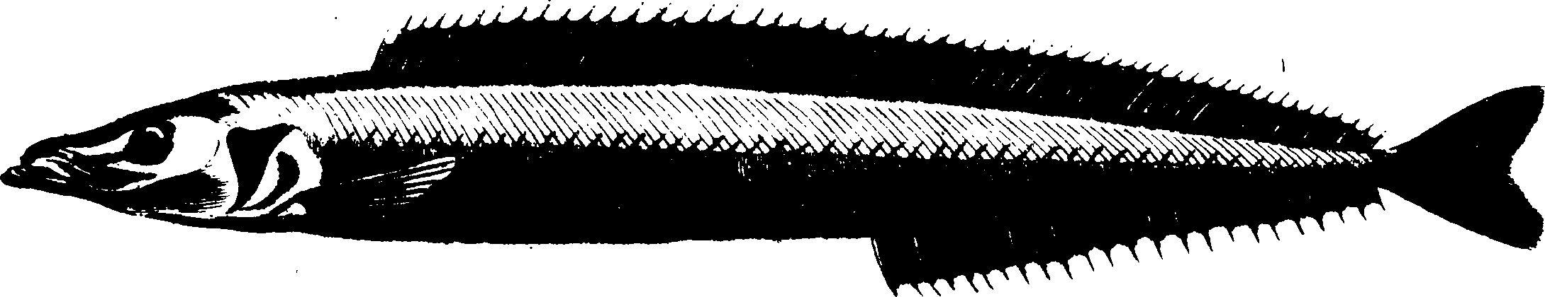 119/119950010301440_0.png