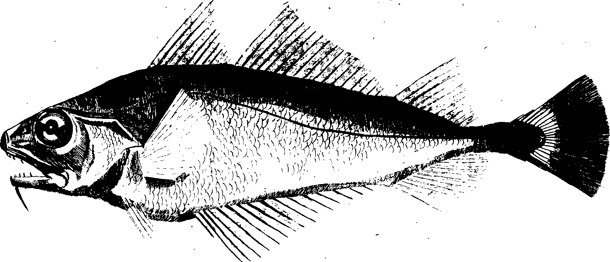 119/119950010301730_0.png