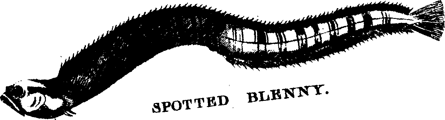 119/119950010301960_0.png