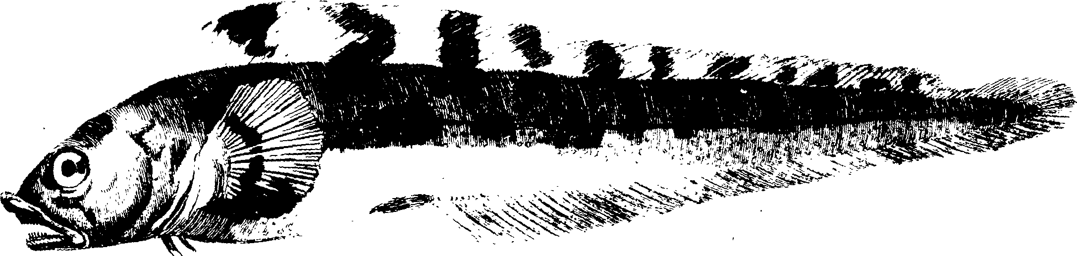 119/119950010301960_1.png