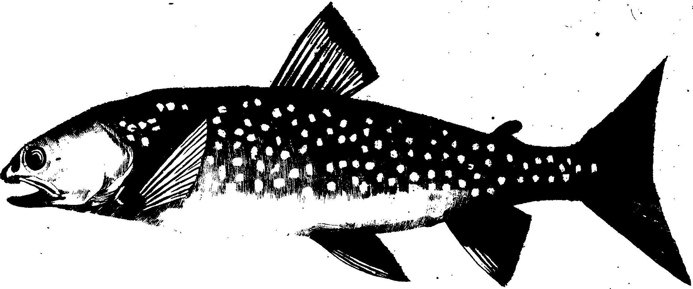119/119950010302850_0.png